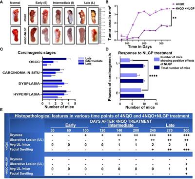 The immunomodulatory impact of naturally derived neem leaf glycoprotein on the initiation progression model of 4NQO induced murine oral carcinogenesis: a preclinical study
